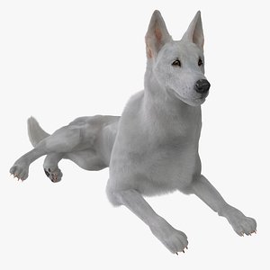 White Shepherd Dog Pose 5 Fur