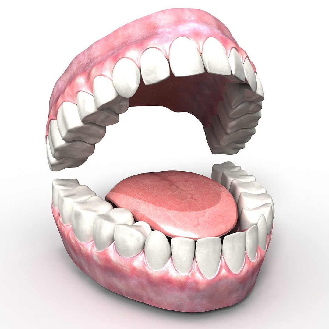 teeth tongue gums 3d obj