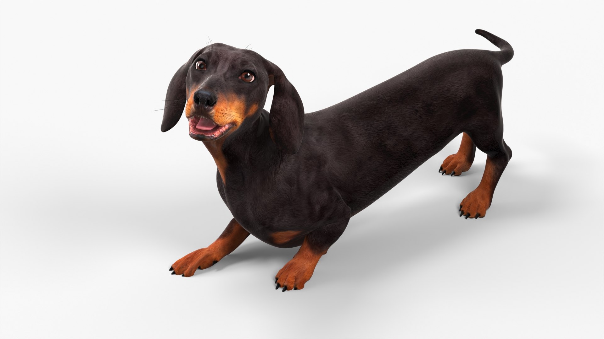 Small Breed Long Dog with Droopy Ears Black Rigged for Cinema 4D 3D model preview