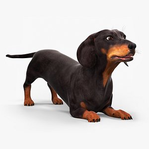 Small Breed Long Dog with Droopy Ears Black Rigged for Cinema 4D model