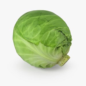cabbage realistic 3D model