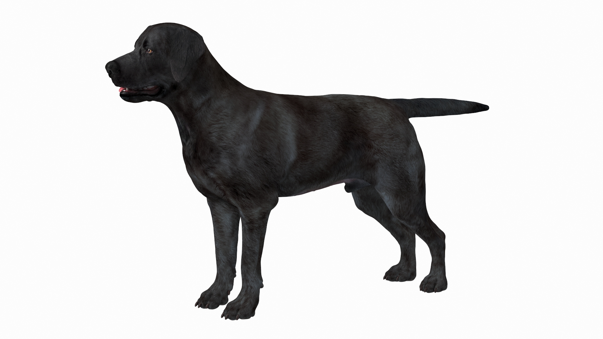 Lebra dog black and white on sale