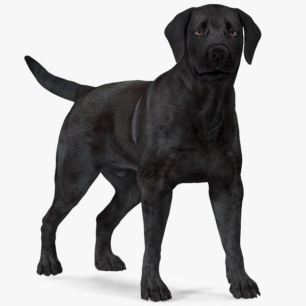 Labrador Dog Black Rigged for Cinema 4D 3D model - TurboSquid 1859749