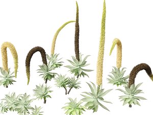 Agave attenuata - Fox Tail Agave 3D