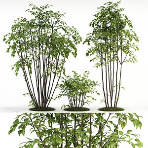 3D plants 84