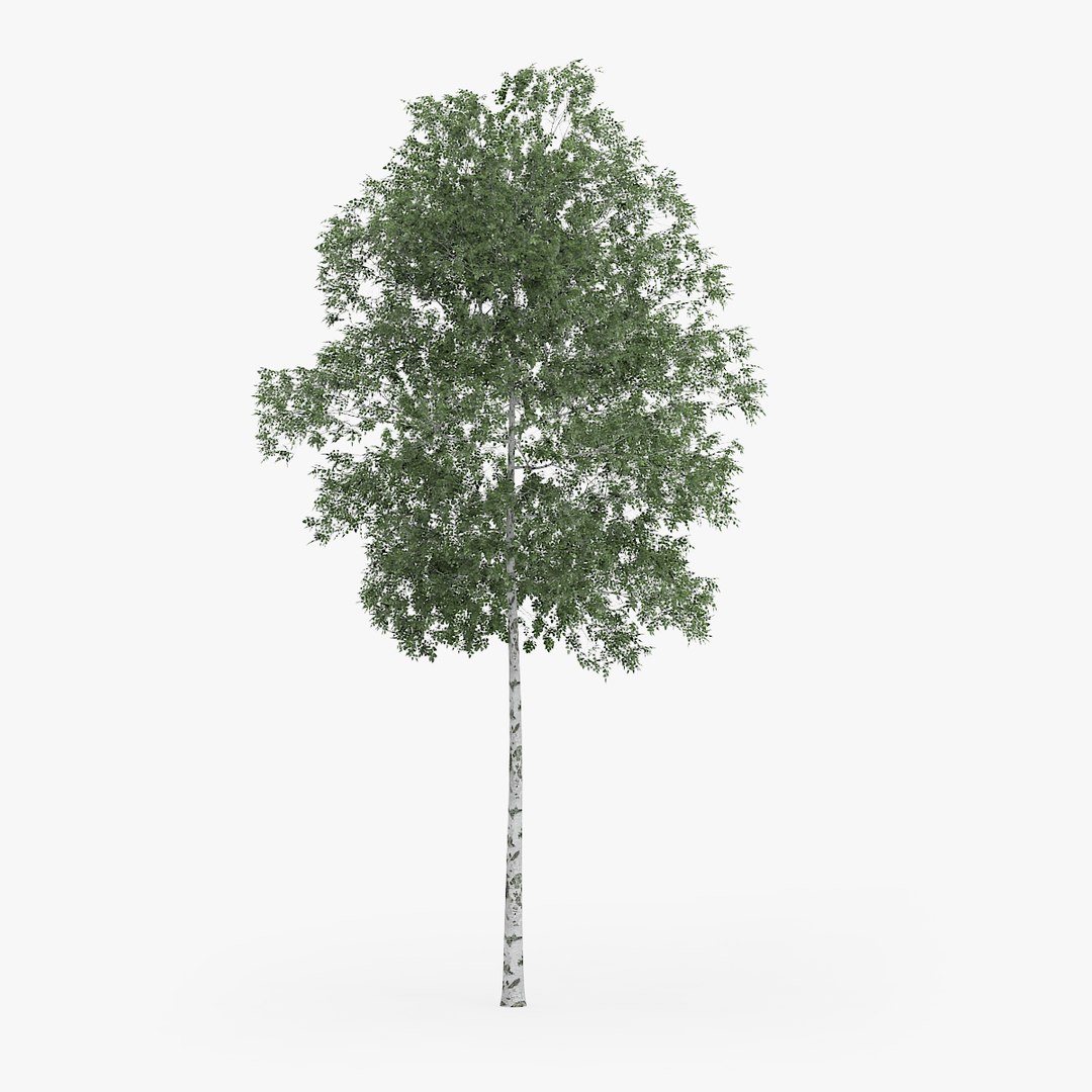 max silver birch 12 6m https://p.turbosquid.com/ts-thumb/ET/0NSi7s/FMJuneaI/redpolygon_birch_03_03copy/jpg/1441256866/1920x1080/fit_q87/16ce7a142ef0418e8f763cf58179d1f7cbaa07dd/redpolygon_birch_03_03copy.jpg