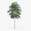 Silver Birch Tree 12.6m