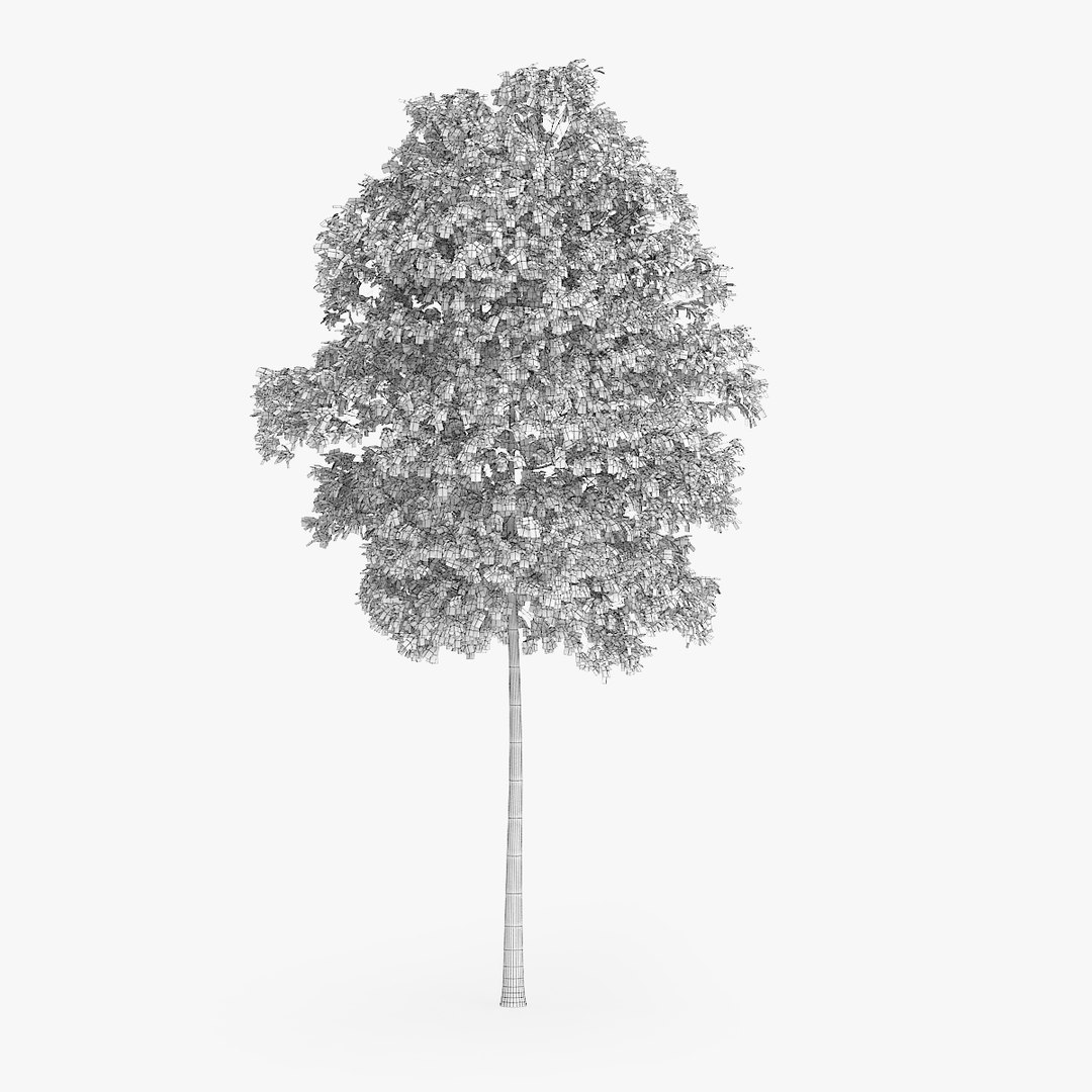 max silver birch 12 6m https://p.turbosquid.com/ts-thumb/ET/0NSi7s/Gy4yhVzZ/redpolygon_birch_03_04copy/jpg/1441256866/1920x1080/fit_q87/565e72e85e102808d96d8fd0d0c8b4ad9220dee1/redpolygon_birch_03_04copy.jpg