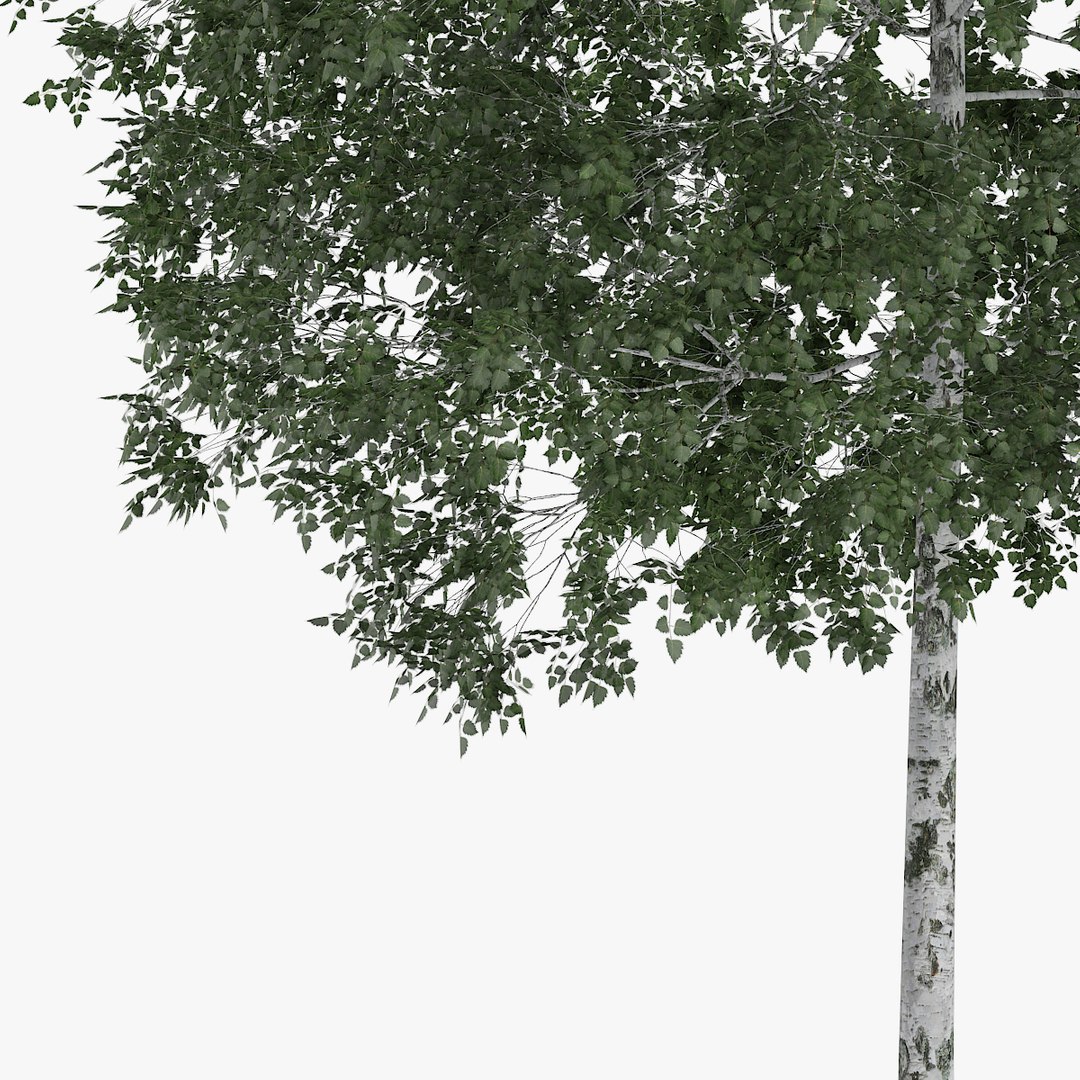 max silver birch 12 6m https://p.turbosquid.com/ts-thumb/ET/0NSi7s/bcq61opp/redpolygon_birch_03_05copy/jpg/1441256866/1920x1080/fit_q87/96c850c4a8a720493d0606656601bfa4b386abb4/redpolygon_birch_03_05copy.jpg