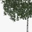Silver Birch Tree 12.6m