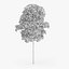 Silver Birch Tree 12.6m