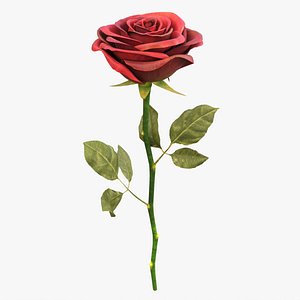 3D Single Beautiful Red Rose