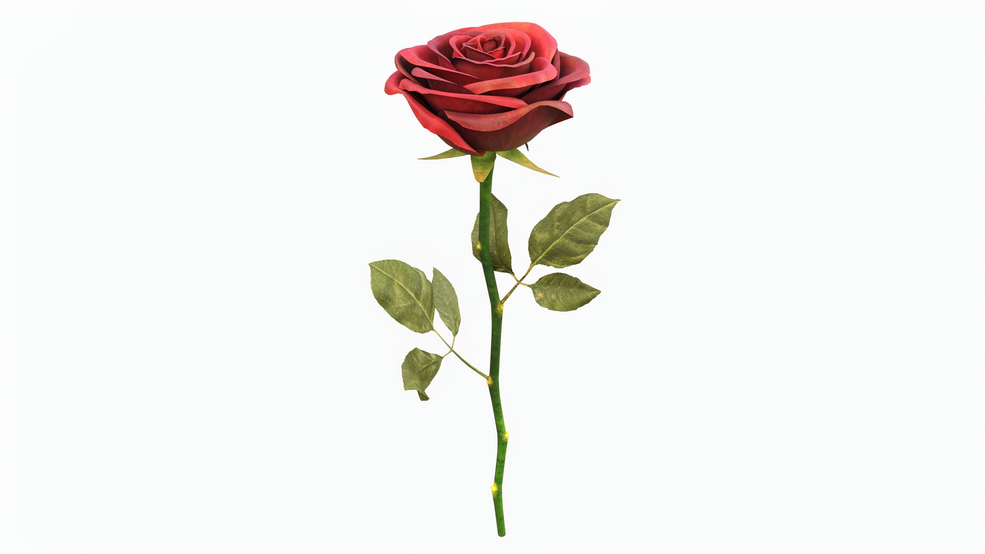 3D Single Beautiful Red Rose - TurboSquid 2238034