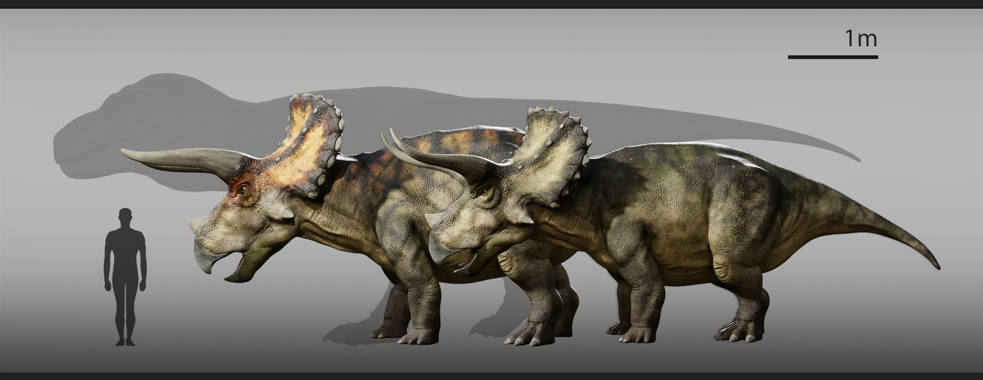 Triceratops Low-poly Rig model https://p.turbosquid.com/ts-thumb/ET/V4lLok/3M/size/png/1749652999/1920x1080/fit_q87/62a19eccf5dcfd31a7f4be9eee5b2d0ff9c3a3a5/size.jpg
