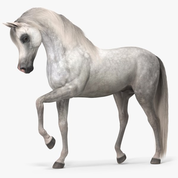 3D Arabian Horse Gray Dappled Fur Rigged