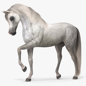 Arabian Horse Gray Dappled Fur Rigged