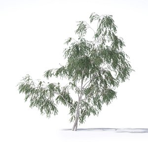 3D eucalyptus pauciflora tree