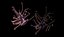 corals