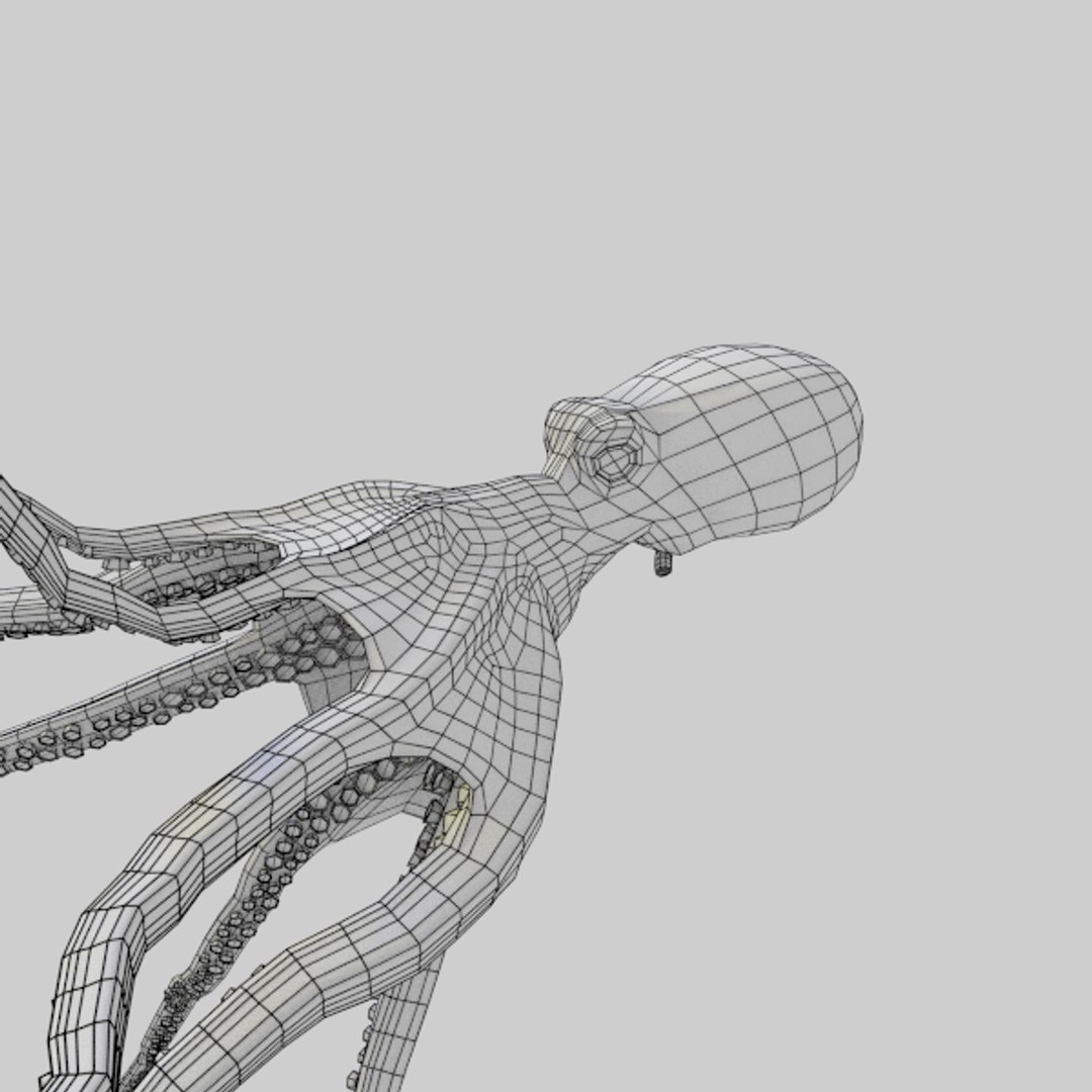 3d Model Octopus Vulgaris Animation