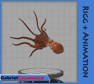 Octopus
