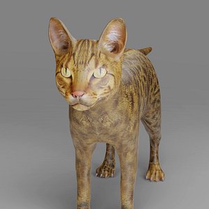 Cat Grey  NO Rigged 3D model