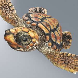 3D Baby Sea Turtle Brown Swim Rigged For Maya Animated