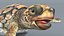 3D Baby Sea Turtle Brown Swim Rigged For Maya Animated