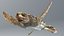 3D Baby Sea Turtle Brown Swim Rigged For Maya Animated