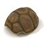 turtle shell