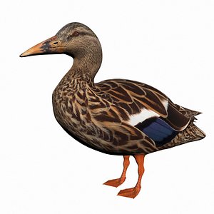 3D Mallard female duck