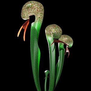 3D darlingtonia plant model