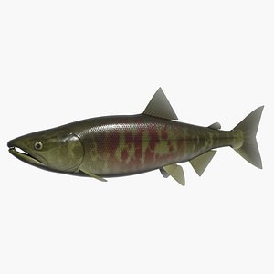 swimming sirozake 3d model