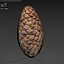 Spruce cone PBR 3D model