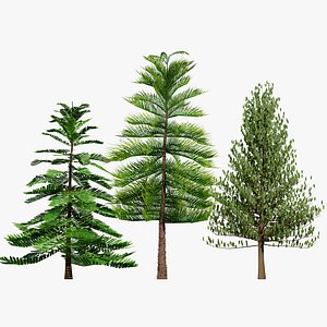 3D Norfolk Island Pine  Moroccan Tree Pack