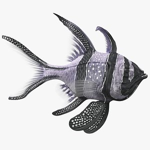 longfin cardinalfish swimming pose 3D model