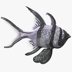 Longfin Cardinalfish Swimming Pose
