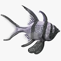 Longfin Cardinalfish Swimming Pose