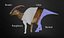 Parasaurolophus Low-poly RIG