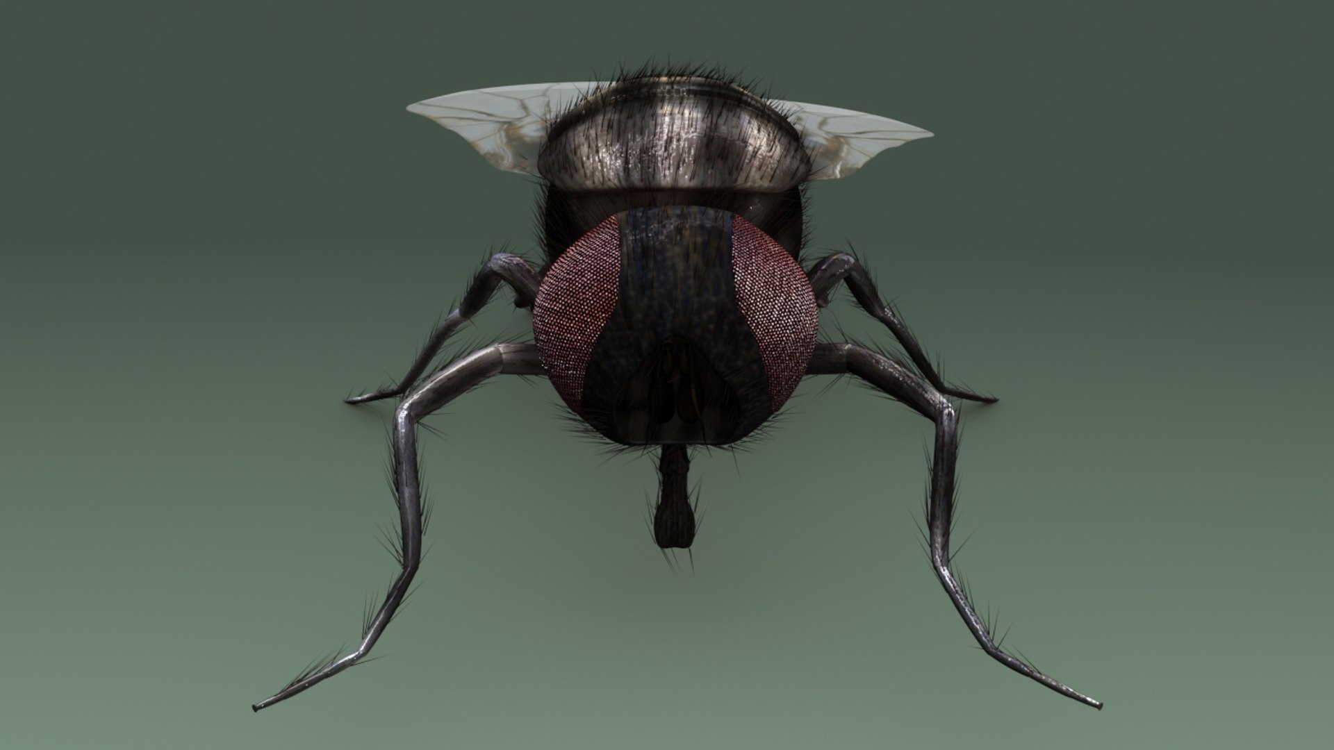Obj Housefly Fly