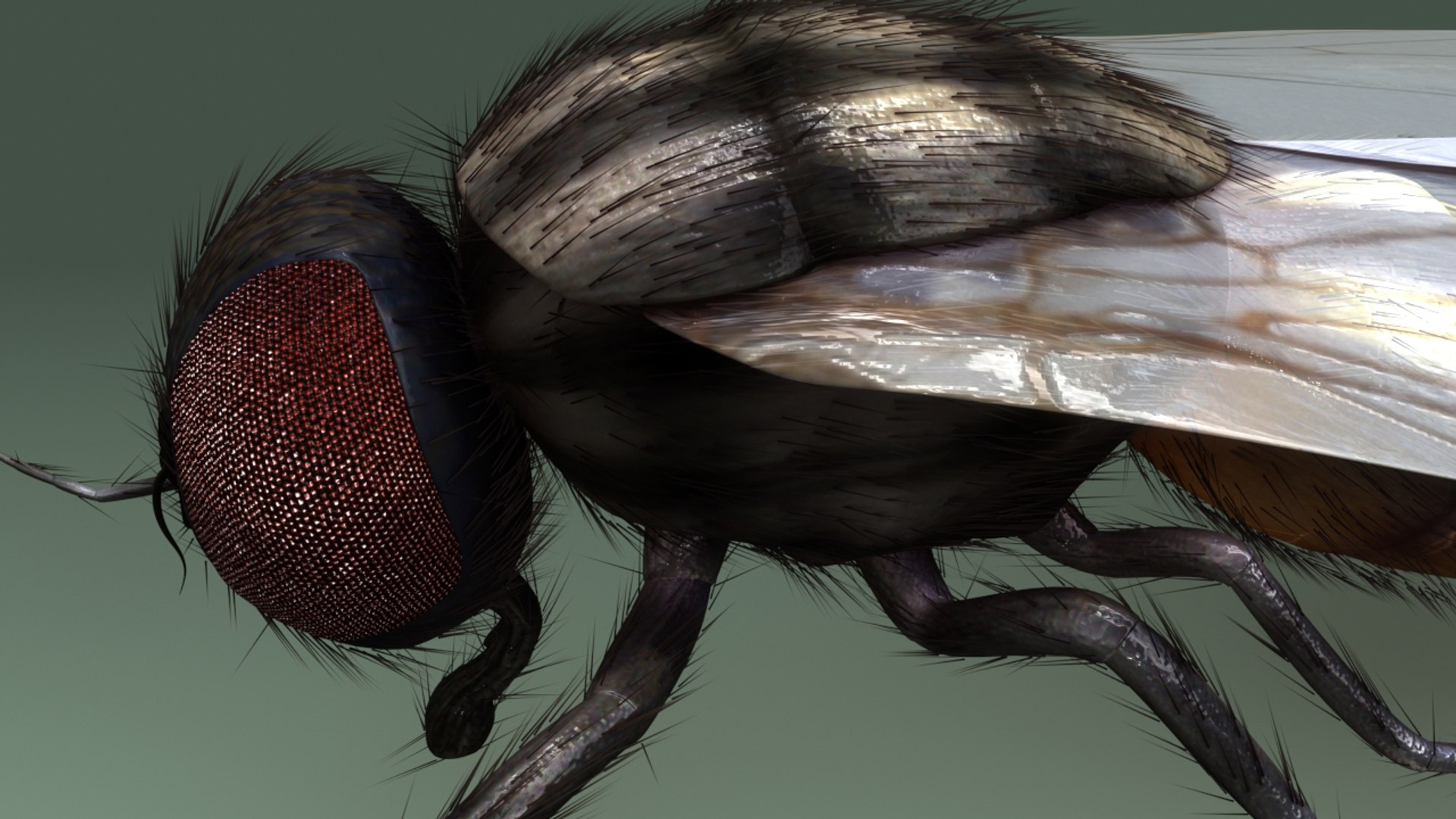 Obj Housefly Fly
