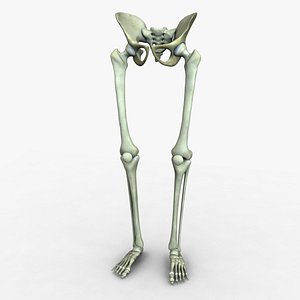 Skeleton Legs and Pelvis