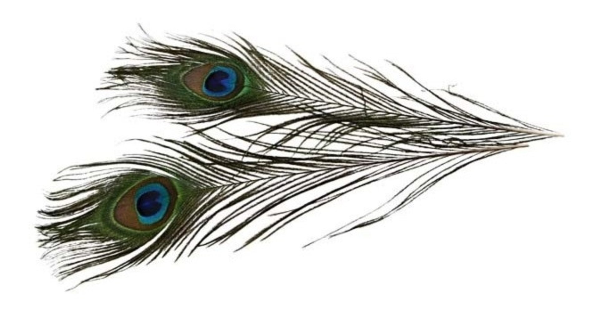 3D model feather https://p.turbosquid.com/ts-thumb/EU/rxJBDD/sgdu5pB6/2/jpg/1529588408/1920x1080/fit_q87/dc89da5683889faf27d3bbb05c7b0abe4b686344/2.jpg