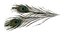 Peakock Feather