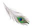 Peakock Feather