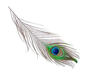 Peakock Feather