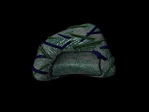 centripedes burrow mecha-burrow 3D