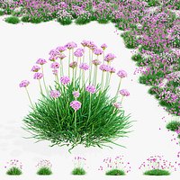 Armeria martima 2