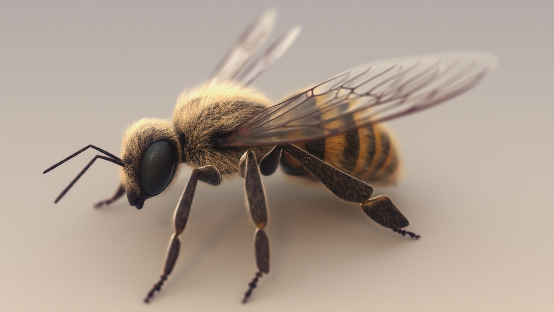 honey bee 3D https://p.turbosquid.com/ts-thumb/EU/zYIScc/5svnZuT9/bee_view04_rgb0000/jpg/1588425507/1920x1080/fit_q87/e676bc8e9d285ff665ec61c52e3a4cf4368f5a55/bee_view04_rgb0000.jpg