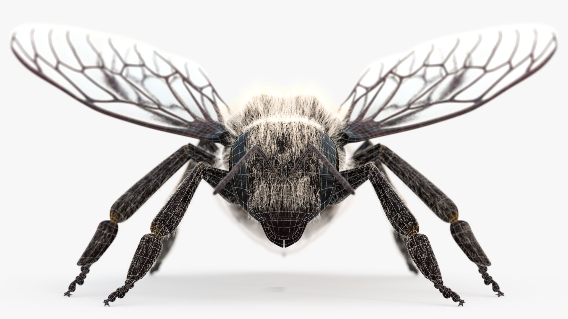 honey bee 3D https://p.turbosquid.com/ts-thumb/EU/zYIScc/GY1pU0al/bee_wire02/jpg/1588425508/1920x1080/fit_q87/ab75777599740e2798cc7d3bc68968b446f12b95/bee_wire02.jpg