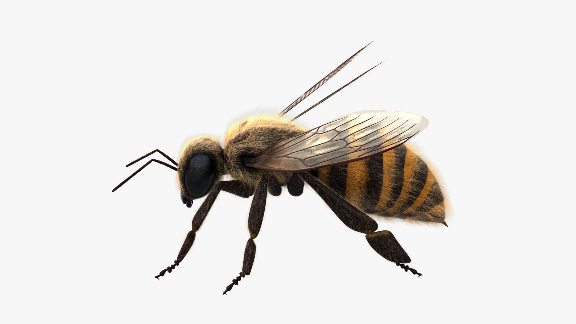 honey bee 3D https://p.turbosquid.com/ts-thumb/EU/zYIScc/LVu8hFyF/bee/jpg/1589008527/1920x1080/turn_fit_q99/47347a75e17205ec1d2679bb88df78b6c51b39cd/bee-1.jpg